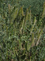 Agropyron cristatum