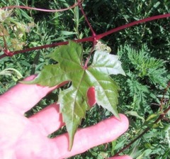 Vitis palmata