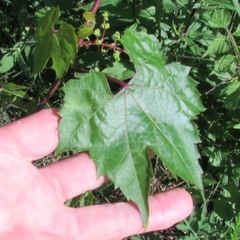 Vitis palmata