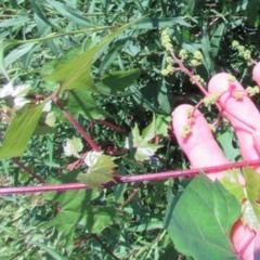 Vitis palmata