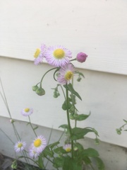 Erigeron philadelphicus