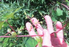Vitis palmata