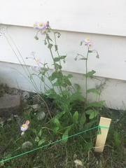 Erigeron philadelphicus