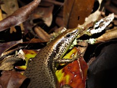 Varzea bistriata