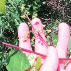 Vitis palmata