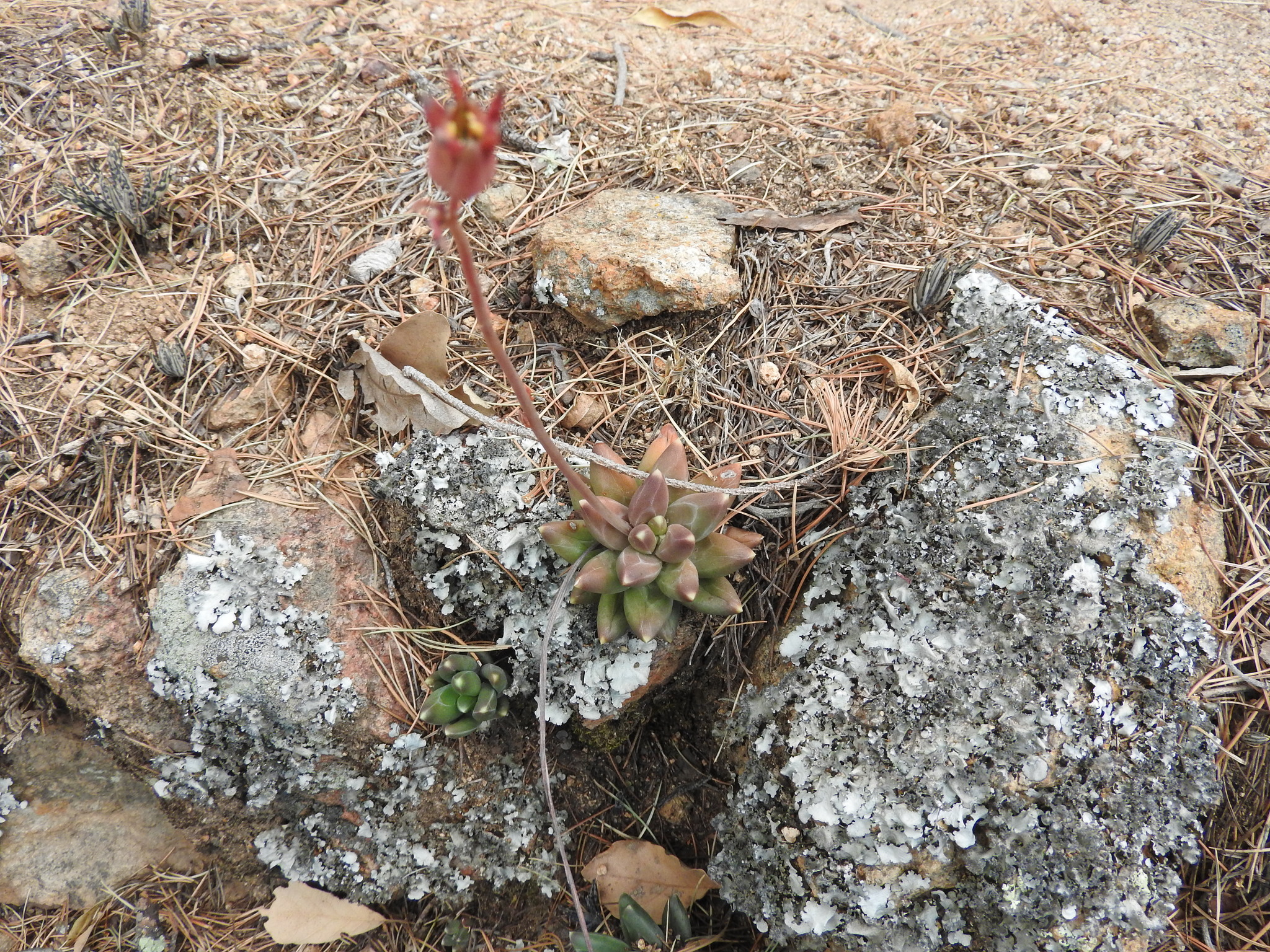 Pachyphytum compactum