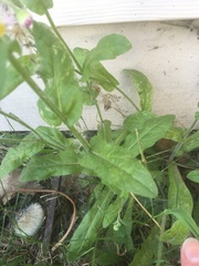 Erigeron philadelphicus