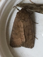 Hoplodrina octogenaria