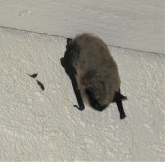 Myotis