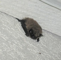 Myotis