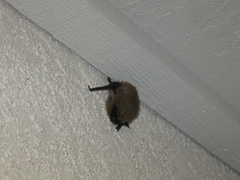 Myotis