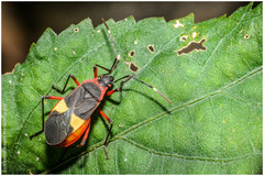 Dysdercus albofasciatus