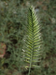 Agropyron cristatum