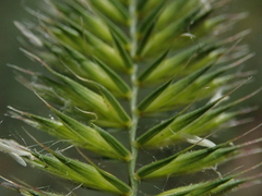Agropyron cristatum
