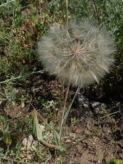 Tragopogon