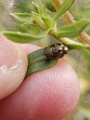 Clastoptera lineatocollis
