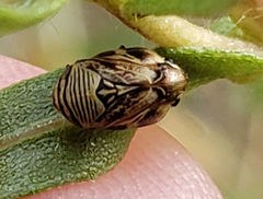 Clastoptera lineatocollis