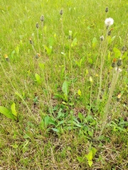 Pilosella flagellaris