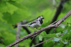 Motacilla alba