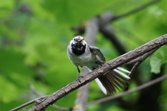 Motacilla alba