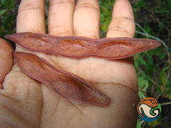 Conzattia multiflora