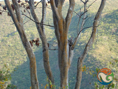 Conzattia multiflora