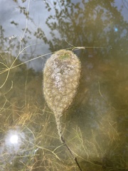 Pectinatella magnifica