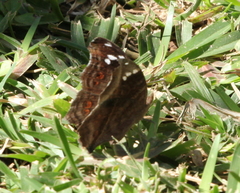 Junonia natalica natalica