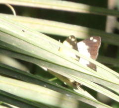 Belenois creona severina