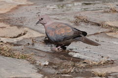 Streptopelia senegalensis