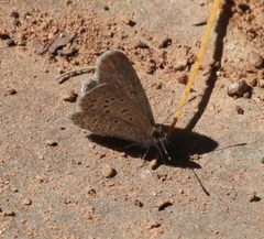 Zizeeria knysna knysna