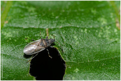 Oxycarenus hyalinipennis