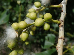 Populus nigra