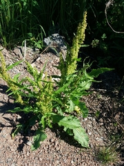 Rumex longifolius