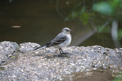 Motacilla alba