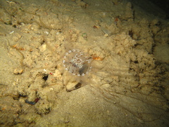 Ceriantharia
