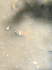 Lithobates catesbeianus