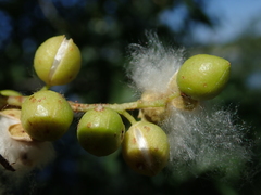 Populus nigra