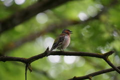 Fringilla coelebs
