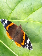 Vanessa atalanta