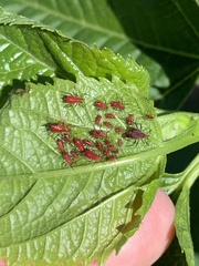 Uroleucon nigrotuberculatum