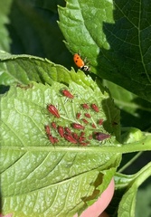 Uroleucon nigrotuberculatum