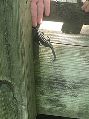 Plestiodon fasciatus