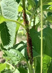 Uroleucon nigrotuberculatum