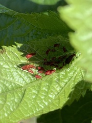 Uroleucon nigrotuberculatum