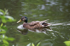 Anas platyrhynchos