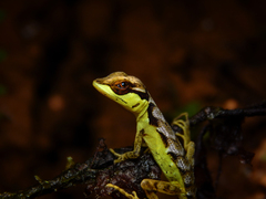 Anolis notopholis