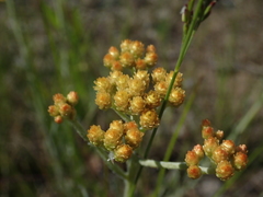 Helichrysum arenarium