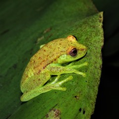 Polka-Dot Treefrog photo 3