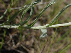 Helichrysum arenarium